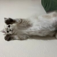 British Longhair, Kedi  Daijin fotoğrafı