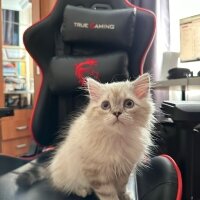 British Longhair, Kedi  Daijin fotoğrafı