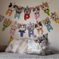 British Longhair, Kedi  Daijin fotoğrafı