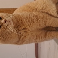 British Shorthair, Kedi  Paşa fotoğrafı