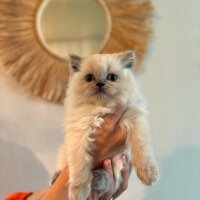 British Longhair, Kedi  İSİMSİZ fotoğrafı