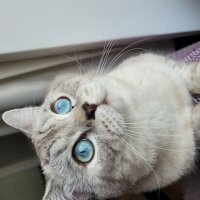 British Shorthair, Kedi  Çiko fotoğrafı