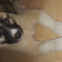 Kangal, Köpek  MAYS fotoğrafı