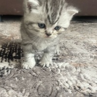 British Shorthair, Kedi  İsimsiz fotoğrafı