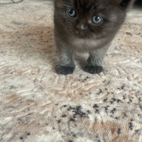 British Shorthair, Kedi  İsimsiz fotoğrafı