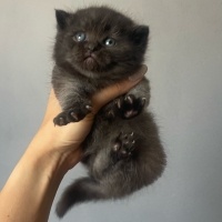 British Shorthair, Kedi  İsimsiz fotoğrafı