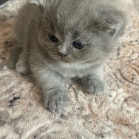 British Shorthair, Kedi  İsimsiz fotoğrafı