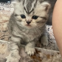 British Shorthair, Kedi  İsimsiz fotoğrafı