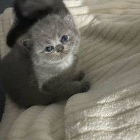 British Shorthair, Kedi  İsimsiz fotoğrafı