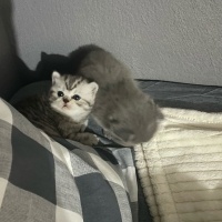 British Shorthair, Kedi  İsimsiz fotoğrafı