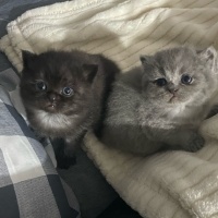 British Shorthair, Kedi  İsimsiz fotoğrafı