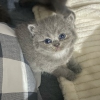 British Shorthair, Kedi  İsimsiz fotoğrafı