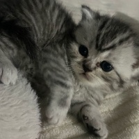British Shorthair, Kedi  İsimsiz fotoğrafı