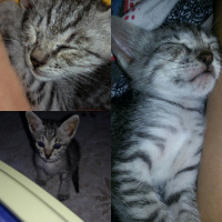 Tekir Kedi, Kedi  Grey fotoğrafı