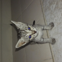 Tekir Kedi, Kedi  Grey fotoğrafı