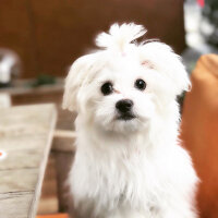 Maltese, Köpek  Lilly fotoğrafı