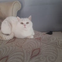 British Longhair, Kedi  Luci fotoğrafı