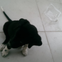 Sokö (Sokak Köpeği), Köpek  Yok fotoğrafı