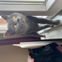 British Shorthair, Kedi  Leo fotoğrafı