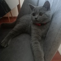 British Shorthair, Kedi  Ponçik fotoğrafı