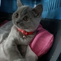 British Shorthair, Kedi  Ponçik fotoğrafı