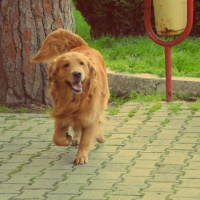 Golden Retriever, Köpek  Atlas fotoğrafı
