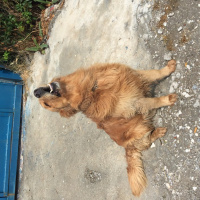 Golden Retriever, Köpek  Atlas fotoğrafı