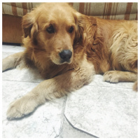 Golden Retriever, Köpek  Atlas fotoğrafı