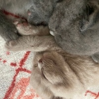 British Shorthair, Kedi  Salep fotoğrafı