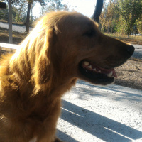Golden Retriever, Köpek  ZÜMRÜT  fotoğrafı