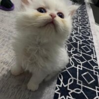 British Longhair, Kedi  British long hair fotoğrafı