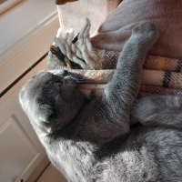 Scottish Fold, Kedi  Başkan fotoğrafı