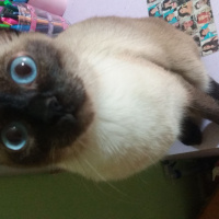 Siyam Kedisi, Kedi  Lily fotoğrafı