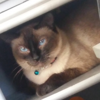 Siyam Kedisi, Kedi  Lily fotoğrafı