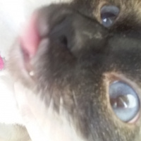 Siyam Kedisi, Kedi  Lily fotoğrafı