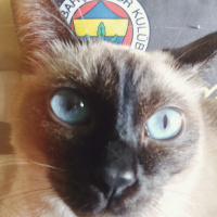 Siyam Kedisi, Kedi  Lily fotoğrafı