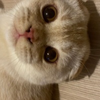 Scottish Fold, Kedi  doli fotoğrafı
