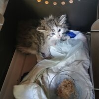 Norwegian Forest, Kedi  Oğluş fotoğrafı