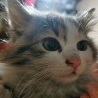 Norwegian Forest, Kedi  Oğluş fotoğrafı