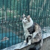 Norwegian Forest, Kedi  Oğluş fotoğrafı