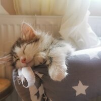 Norwegian Forest, Kedi  Oğluş fotoğrafı