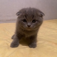 Scottish Fold, Kedi  —— fotoğrafı
