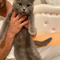 Scottish Fold, Kedi  —— fotoğrafı