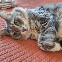 Norwegian Forest, Kedi  Suzi fotoğrafı