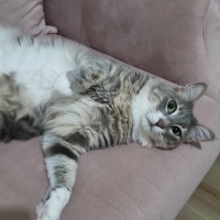 Norwegian Forest, Kedi  Suzi fotoğrafı