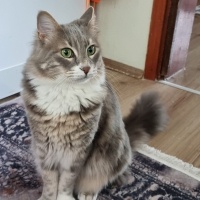 Norwegian Forest, Kedi  Suzi fotoğrafı