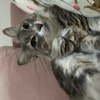 Norwegian Forest, Kedi  Suzi fotoğrafı