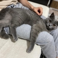 British Shorthair, Kedi  Reçel fotoğrafı