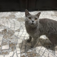 British Shorthair, Kedi  Reçel fotoğrafı