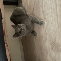 British Shorthair, Kedi  Reçel fotoğrafı